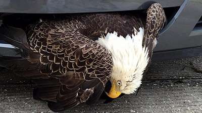 Национальная птица США застряла в решетке радиатора из-за урагана «Мэттью»