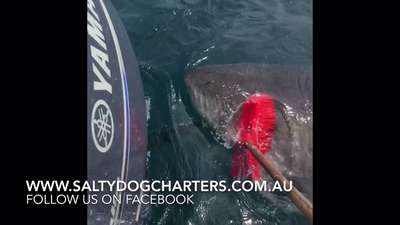 Австралиец отбился от белой акулы шваброй