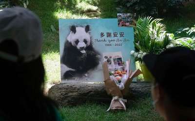 Старейшая панда в мире умерла в Гонконге