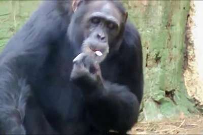 В северокорейском зоопарке шимпанзе закурила сигарету