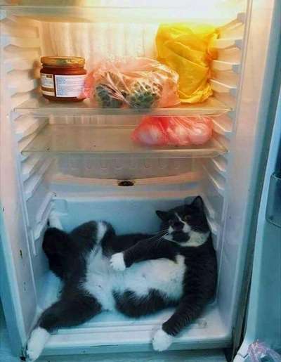В Британии кот просидел в холодильнике больше месяца