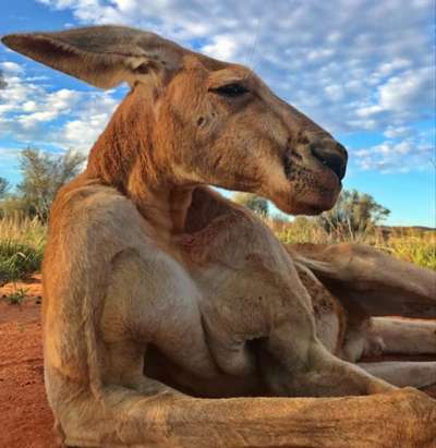 В австралийском заповеднике нашли кенгуру-качка