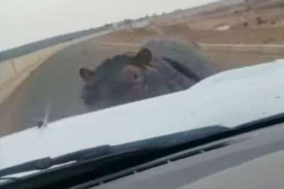 Бегемот напал на автомобиль в ЮАР
