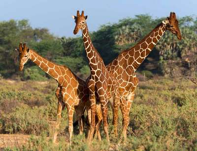Ученые предрекли скорое вымирание жирафов