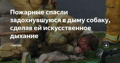Сделавший собаке искусственное дыхание пожарный из Румынии прославился в сети