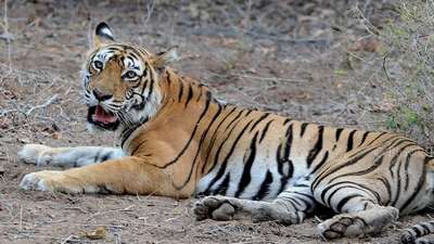 Умерла самая известная тигрица в мире