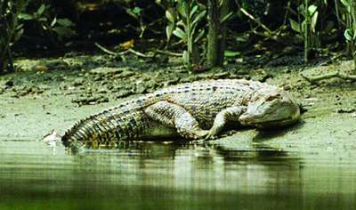 Крупнейшему крокодилу Китая предложили 16 невест