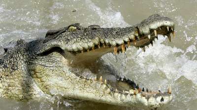 Австралийские гольфисты устроили охоту на трехметрового крокодила