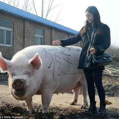 В Китае обнаружили 700-килограммовую свинью