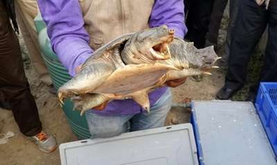 У индийского контpaбандиста изъяли шесть тысяч редких черепах