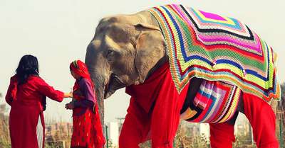 В Индии замерзающим по ночам слонам связали пижамы