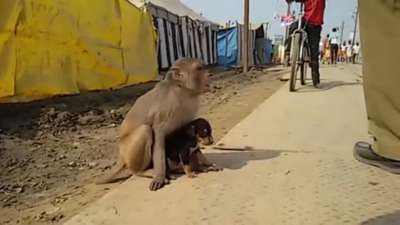 В Индии обезьяна усыновила щенка