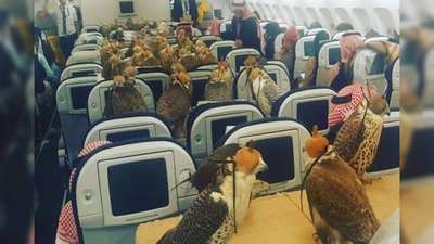Саудовский принц посадил 80 соколов в салон пассажирского самолета