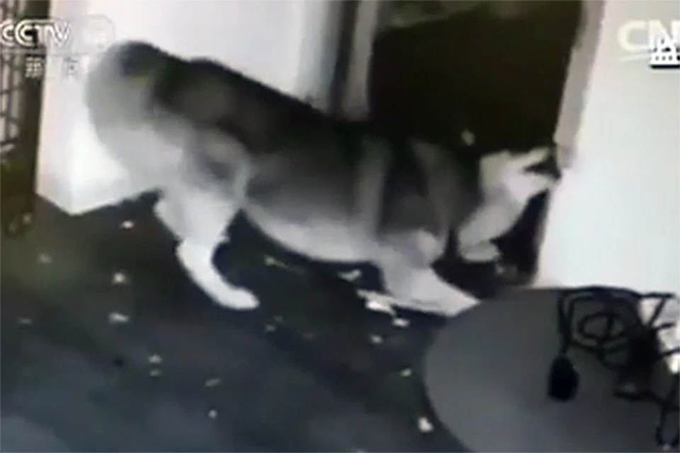В Китае пес сбежал из клетки и освободил других собак