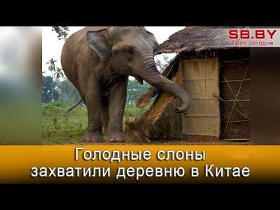 Голодные слоны оккупировали деревню в Китае
