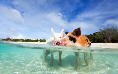 Плавающие свиньи на Багамах погибли после употрeбления пива и рома