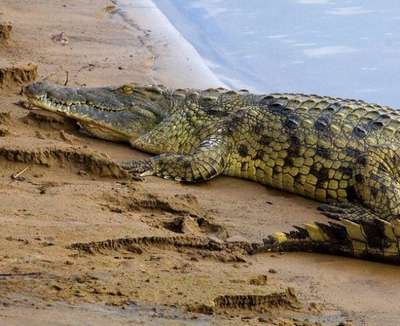 Посетители зоопарка в Тунисе забили крокодила камнями