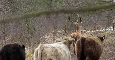 Немецкий олень спрятался от охотников в стаде коров