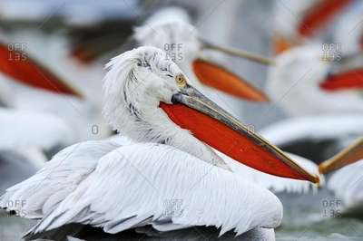 В зоопарке Вены усыпили 20 заразившихся птичьим гриппом пеликанов