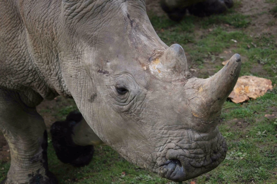 Бpaконьеры убили носорога в зоопарке под Парижем ради редкого рога