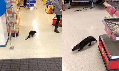 В Ирландии выдра прогулялась по супермаркету и укусила покупателя
