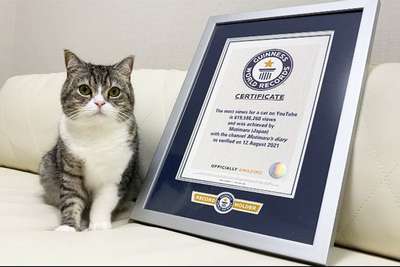 Самый популярный в мире кот попал в Книгу рекордов Гиннесса