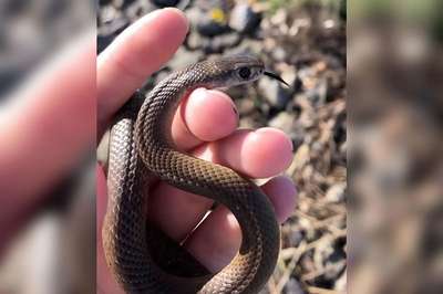 Двухлетняя австралийка случайно сфотографировалась с ядовитой змеей