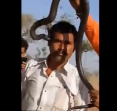 В Индии кобра укусила позировавшего с ней туриста
