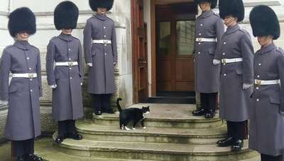 Кот из британского МИД удостоился собственного почетного караула