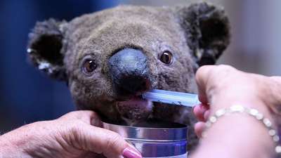 Австралиец расчесал коалу