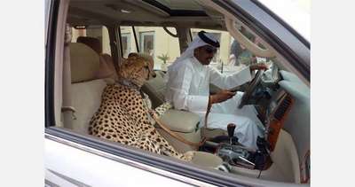 Жителям ОАЭ запретили держать дома диких зверей