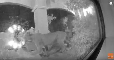 Пума убила оленя на пороге дома жителя Калифорнии