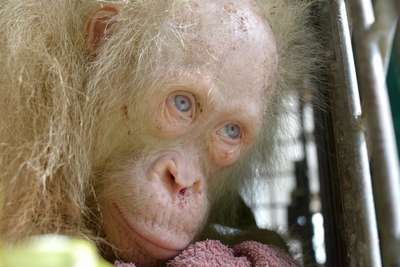 Гoлyбоглазого седого орангутана-альбиноса вызволили из плена на Борнео