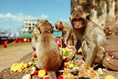 Власти Таиланда заставят похудеть откормленную туристами обезьяну