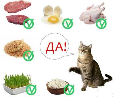 Питание: чем и как кормить кошек