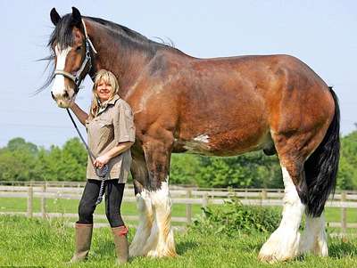 Самый большой в мире конь
