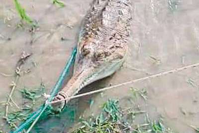 Огромного крокодила заарканили и живьем вытащили из реки