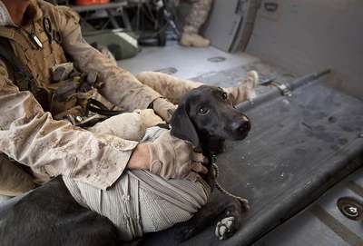 Пес спас солдат и погиб в Афганистане
