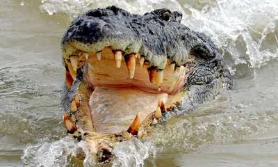 Австралийские крокодилы переплыли море и съели десятки иностранцев
