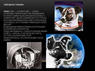 ТОП 10 фактов о "собаках-космонавтах"