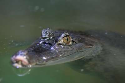 Крокодилы съели опытного охотника из ЮАР
