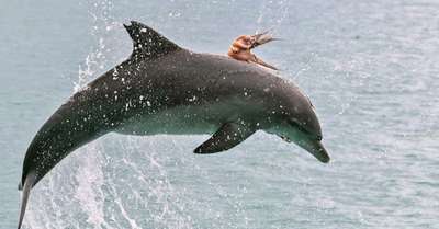 В Австралии осьминог оседлал дельфина