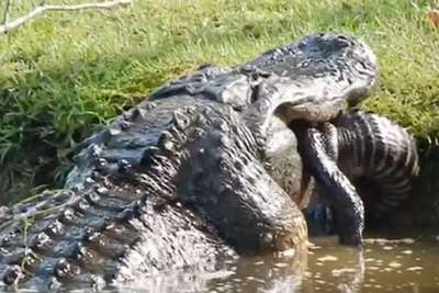 Аллигатор съел наркомана во Флориде