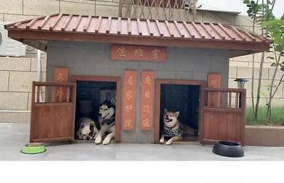 Китаец построил элитный особняк со СПА для своих собак