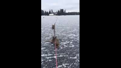 Канадец спас распластавшееся на льду семейство оленей