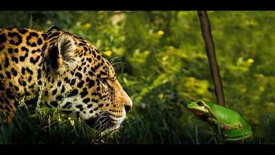 WWF застукал ягуаров за рыболовлей в Бразилии