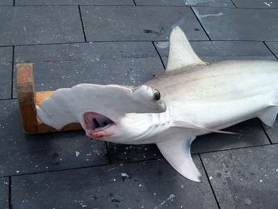 Десятки акулят ушли на деликатесы в ЮАР