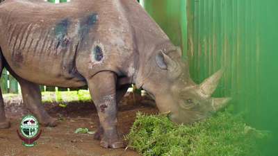 В Танзании умер самый старый носорог в мире