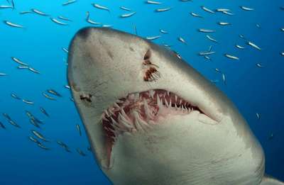 Австралийский дайвер погиб от укуса акулы в Тихом океане