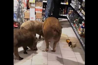 Свиньи нализались алкоголя в одном из супермаркетов России
